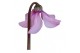 Cyclamen pers. super serie petticoat Exclusive® mix 