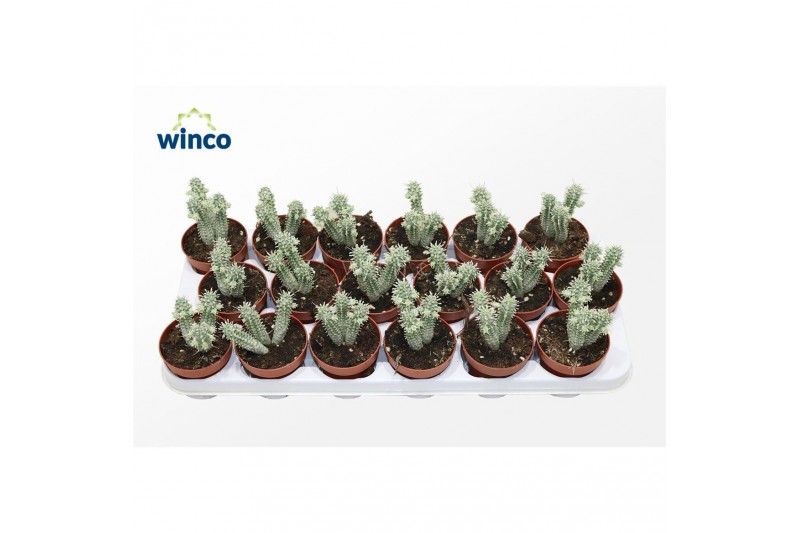 Euphorbia mammillaris Variagata 