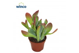 Kalanchoe Kalanchoe Oricula 1 pp