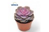 Echeveria perle von nurnberg