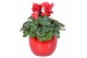 Cyclamen pers. midi super serie allure Cyclamen in rood "Lisa" keramie 