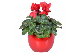 Cyclamen pers. midi super serie allure Cyclamen in rood "Lisa" keramie
