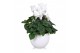Cyclamen pers. midi super serie allure Cyclamen in wit "Lisa" keramiek 