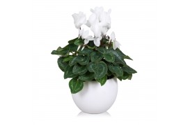 Cyclamen pers. midi super serie allure Cyclamen in wit "Lisa" keramiek