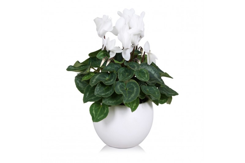 Cyclamen pers. midi super serie allure Cyclamen in wit "Lisa" keramiek Cyclamen pers. midi super serie allure Cyclamen in wit "Lisa" keramiek