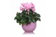 Cyclamen pers. midi super serie allure Cyclamen in roze "Lisa" keramie 