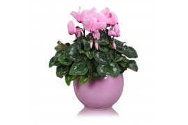Cyclamen pers. midi super serie allure Cyclamen in roze "Lisa" keramie