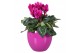 Cyclamen pers. midi super serie allure Cyclamen in paars "Lisa" kerami 