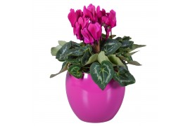 Cyclamen pers. midi super serie allure Cyclamen in paars "Lisa" kerami