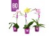 Phalaenopsis multiflora mix BO - Colours Mix - 1 tak, 12+ bloem 