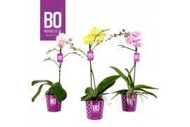 Phalaenopsis multiflora mix BO - Colours Mix - 1 tak, 12+ bloem