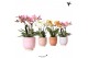 Phalaenopsis mix Kolibri Orchids - Jewel mix - 4 tak - Glazed keramiek 
