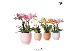 Phalaenopsis mix Kolibri Orchids - Jewel mix - 4 tak - Glazed keramiek