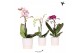 Phalaenopsis mix Kolibri Orchids - 1 tak - Butter White keramiek 