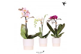 Phalaenopsis mix Kolibri Orchids - 1 tak - Butter White keramiek