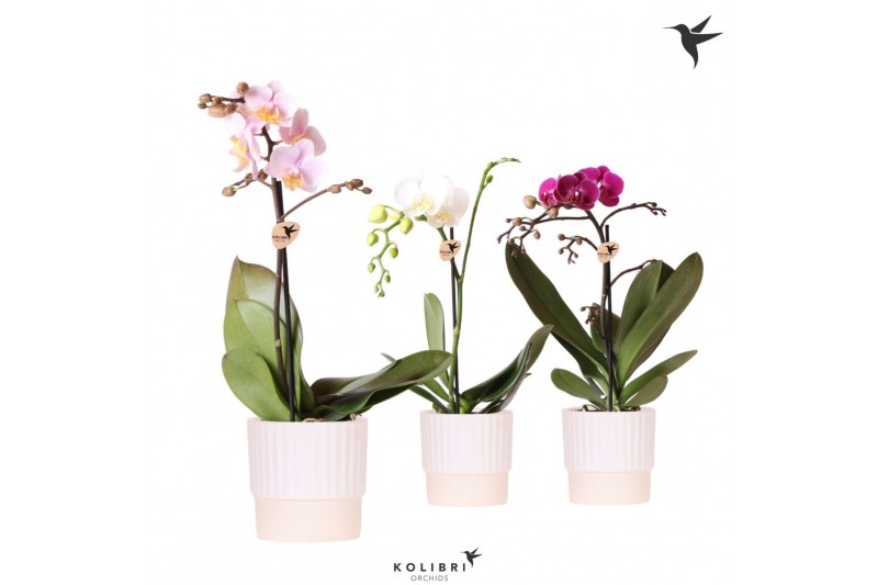 Phalaenopsis mix Kolibri Orchids - 1 tak - Butter White keramiek 