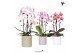 Phalaenopsis elegant cascade Kolibri Orchids - Cascade 2 tak mix - Pas 