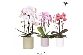 Phalaenopsis elegant cascade Kolibri Orchids - Cascade 2 tak mix - Pas