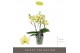 Phalaenopsis geel Tablo - Limoncello - 3 tak 