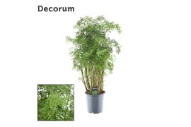 Polycias fruticosa hawaiiana ming vertakt decorum