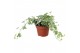 Hedera helix bont 9pp - 30-35cm Rank 