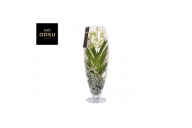 Vanda hybriden Champagne glas - White