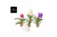 Vanda hybriden Terracotta - Colour mix - L 
