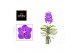 Vanda hybriden New Blue 