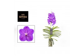 Vanda hybriden New Blue