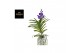 Vanda hybriden Tayanee Blue - L 