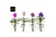 Vanda hybriden Colour mix - L 