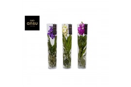 Vanda hybriden Michelle glas - Colour mix
