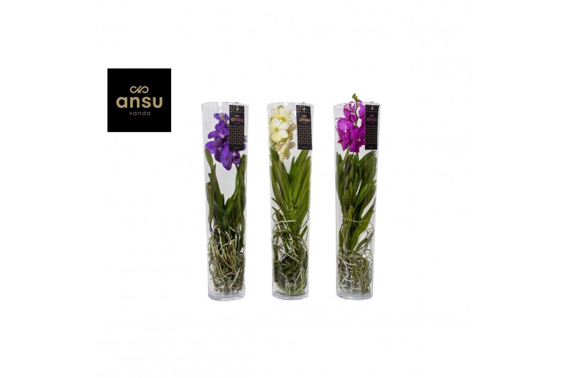 Vanda hybriden Michelle glas - Colour mix 