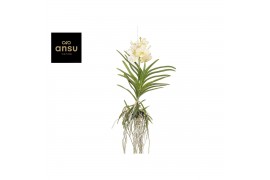 Vanda hybriden Tayanee White - L