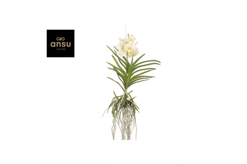 Vanda hybriden Tayanee White - L 