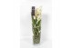 Vanda hybriden Lisanne glas - White 