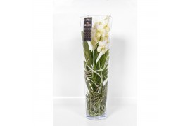 Vanda hybriden Lisanne glas - White