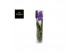 Vanda hybriden Michelle glas - Blue 