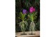 Vanda hybriden Metal Standard - Colour mix 