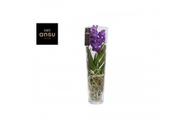 Vanda hybriden Lisanne glas - Purple