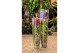 Vanda hybriden Lisanne glas - Purple 