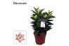 Lilium oriental souvenir Rascal decorum