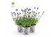 Lavandula angustifolia felice in zinc lavender 