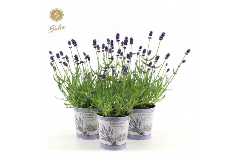 Lavandula angustifolia felice in zinc lavender 