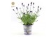 Lavandula angustifolia felice in zinc lavender 