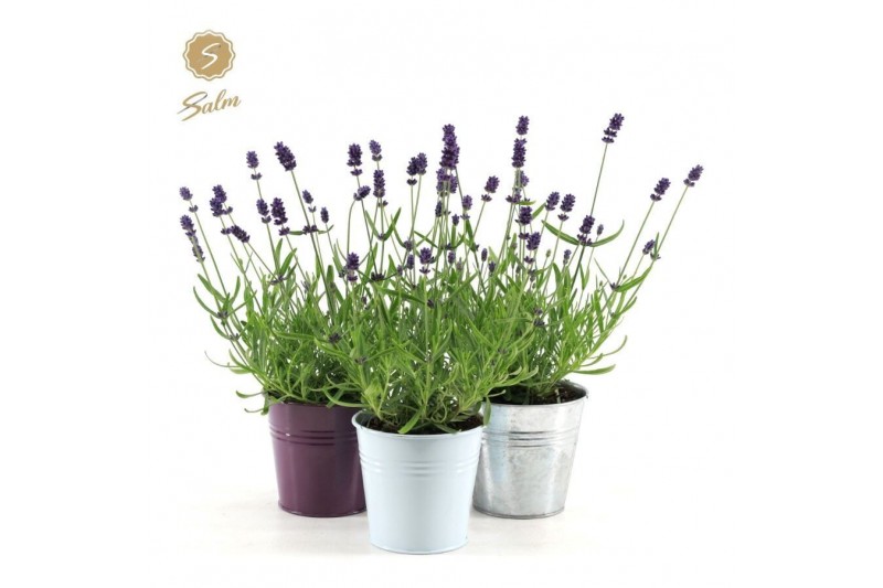 Lavandula angustifolia felice in zinc mix 