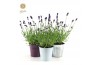 Lavandula angustifolia felice in zinc mix