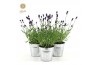 Lavandula angustifolia felice in zinc old-look