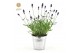 Lavandula angustifolia felice in zinc old-look 