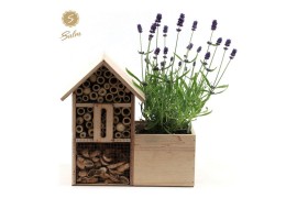 Lavandula angustifolia felice in insect hotel